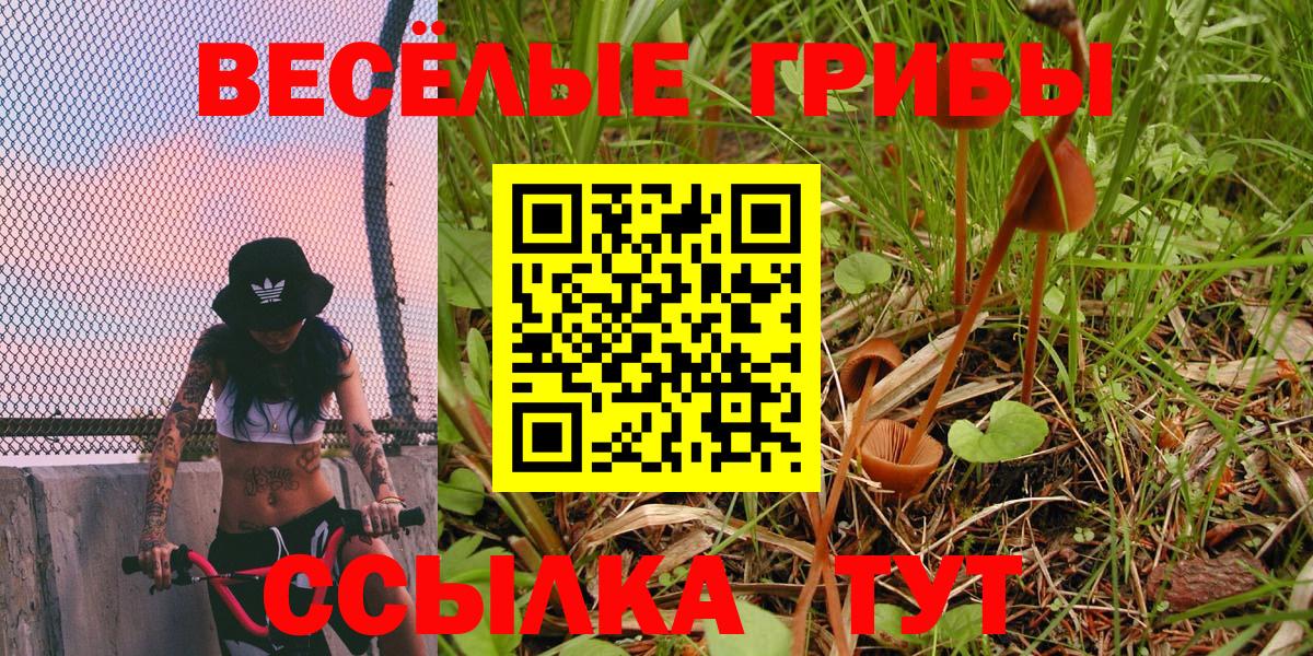 Псилоцибиновые грибы Psilocybe Азов